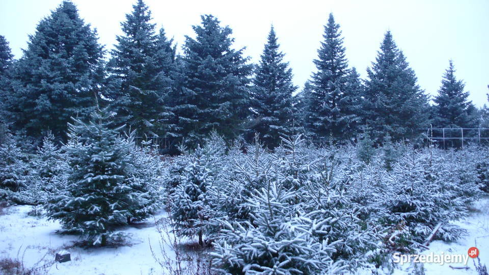 Choinki świerk jodłaGłębocko 20 gm Murowana