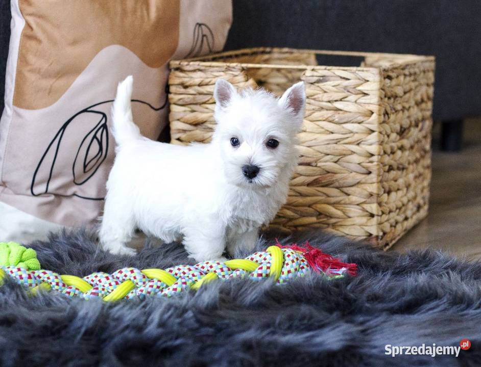 WEST szczeniaki z rodowodem ZKwP pomorskie