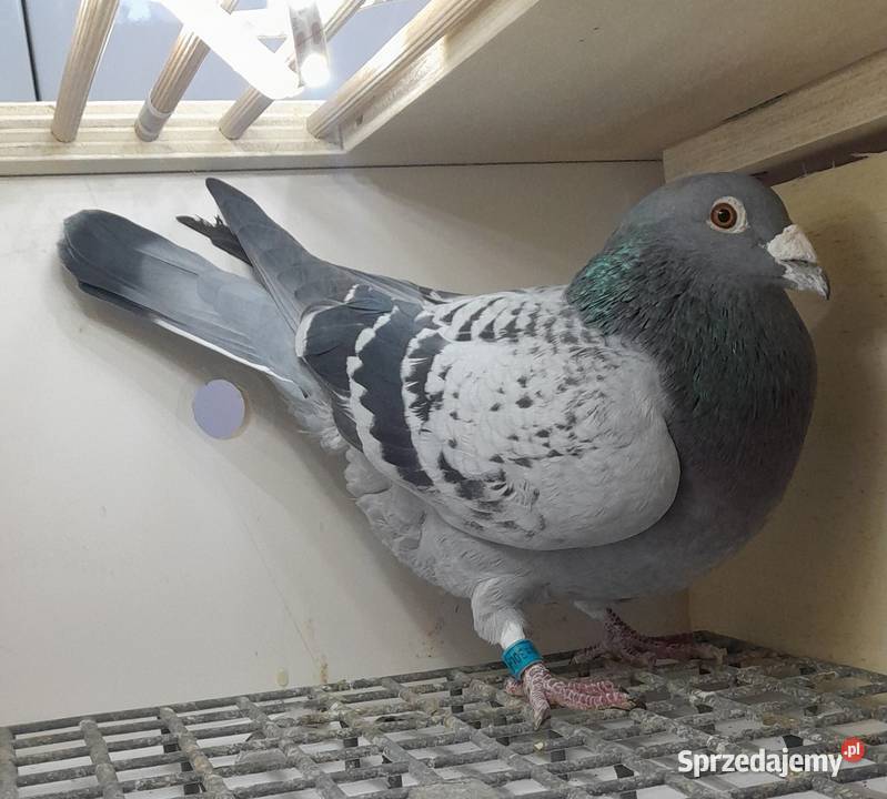 GOŁĘBIE POCZTOWE małopolskie Wadowice sprzedam