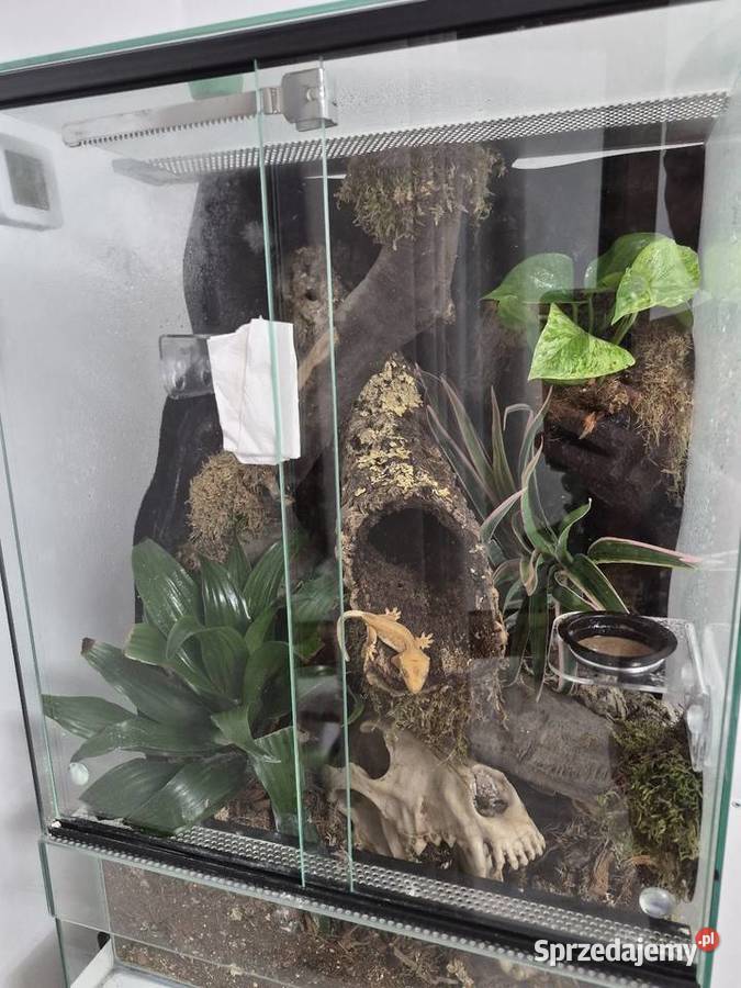 Gekon orzęsiony z terrarium bioaktywnym Bielsko-Biała