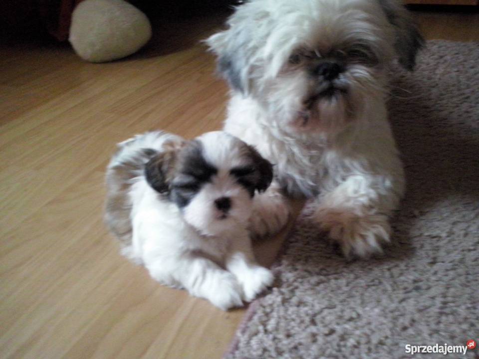 Szczeniaki Shihtzu Shih tzu Szitsu mazowieckie Ostrołęka