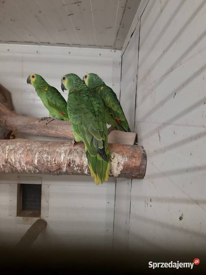 Sprzedam Amazonki niebieskoczelne śląskie Mizerów