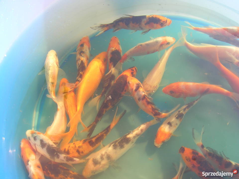 Sprzedam karpiekoi DOITSU YORIGOI łódzkie Łowicz