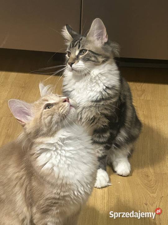 Kociaków Maine Coon Różne kolory Warszawa
