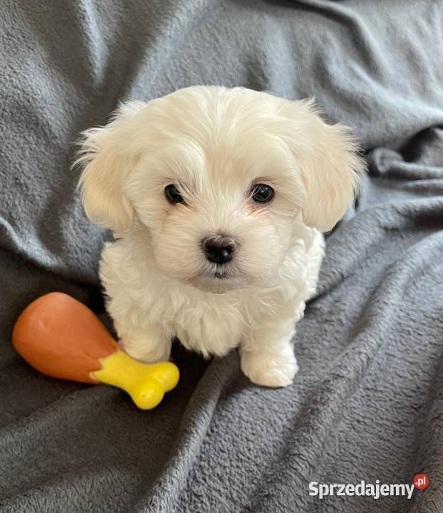 Maltańczyk z rodowodem Maltańczyk Kłodzko sprzedam
