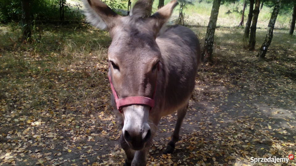 Sprzedam osłaogiera Jabłonna sprzedam