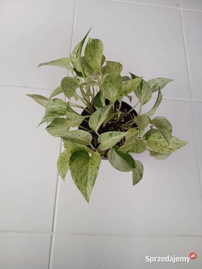 Epipremnum Marble Queen Snow Wyposażenie wnętrz Częstochowa