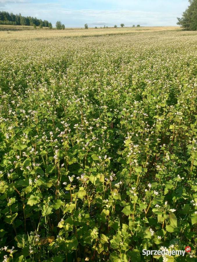 Gryka ekologiczna z certyfikatem łódzkie Radomsko