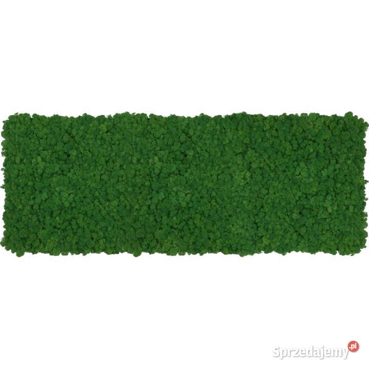 Panel z chrobotka PREMIUM Forest Green na wymiar Czarków