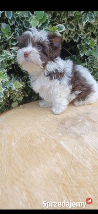 York Biro Piękna sunia z brązowym noskiem mazowieckie Warszawa sprzedam