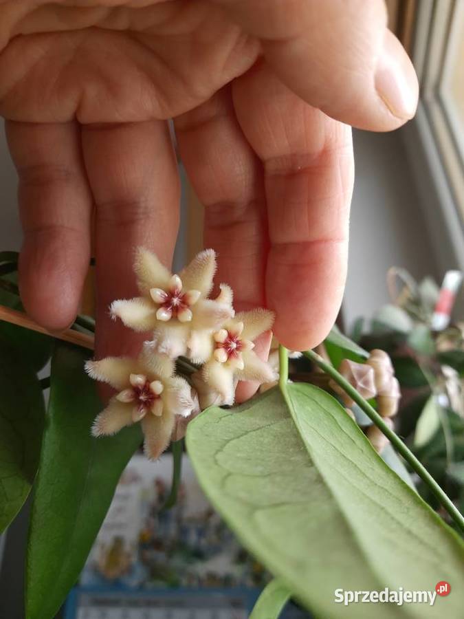Hoya buotii hoja Warszawa