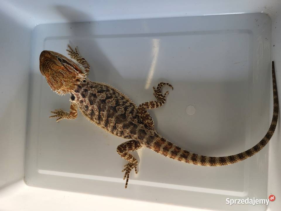 Agama Brodata Czerwona Sklep Zoologiczny Gady i płazy Katowice