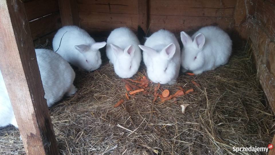 Kroliki Nowozelandzki Bialy i Baran Kosewo