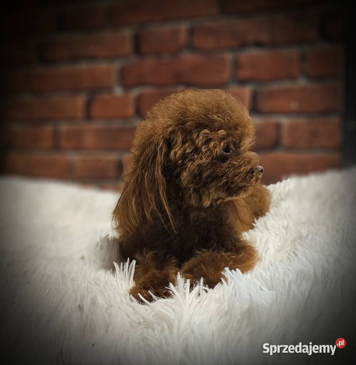 Reproduktor Pudel Toy Red Brown 160 OSPiK Wyszków