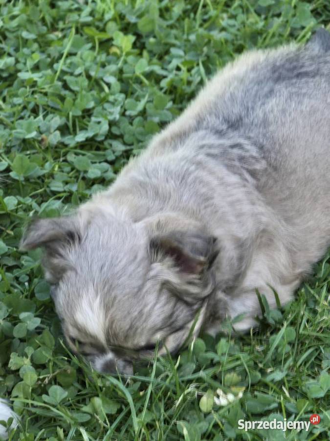 Chihuahua Liliowy Mini Bielsko-Biała