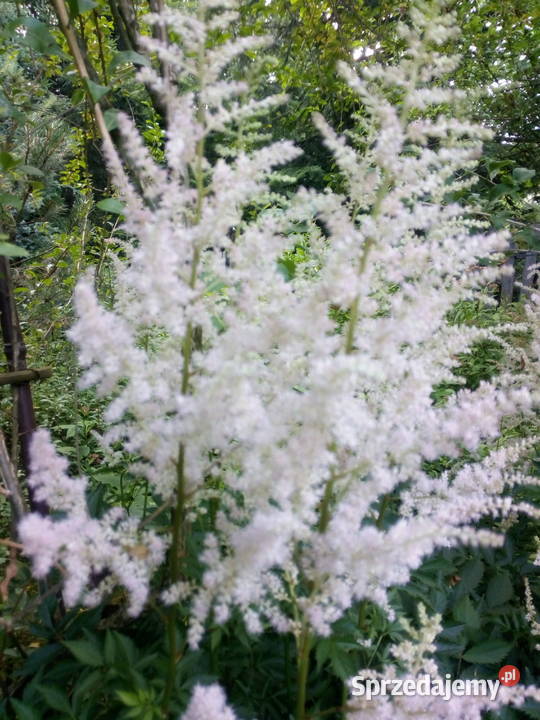 Byliny do kolekcji tawułka jasny róż Nowy Sącz