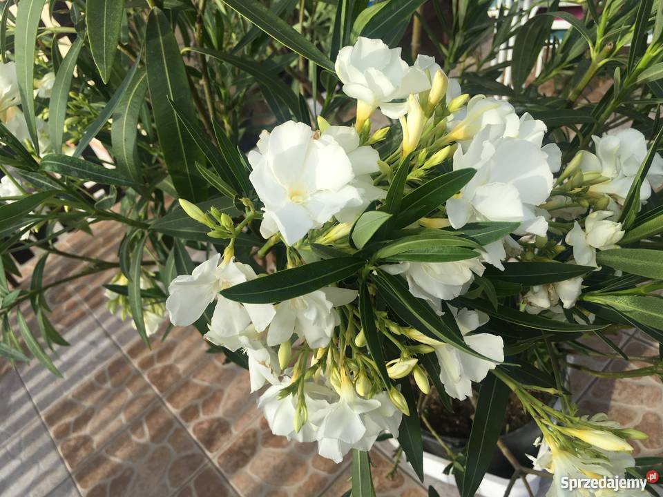 Żółty oleander Szczepki małopolskie Brzeźnica