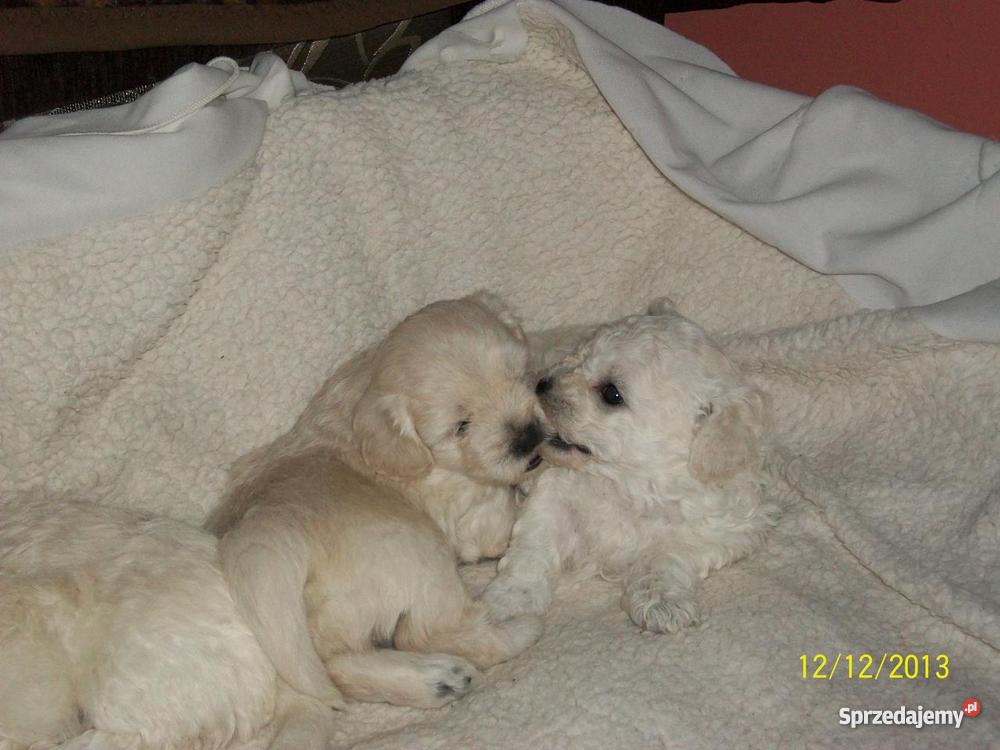 maltańczyki Olsztyn