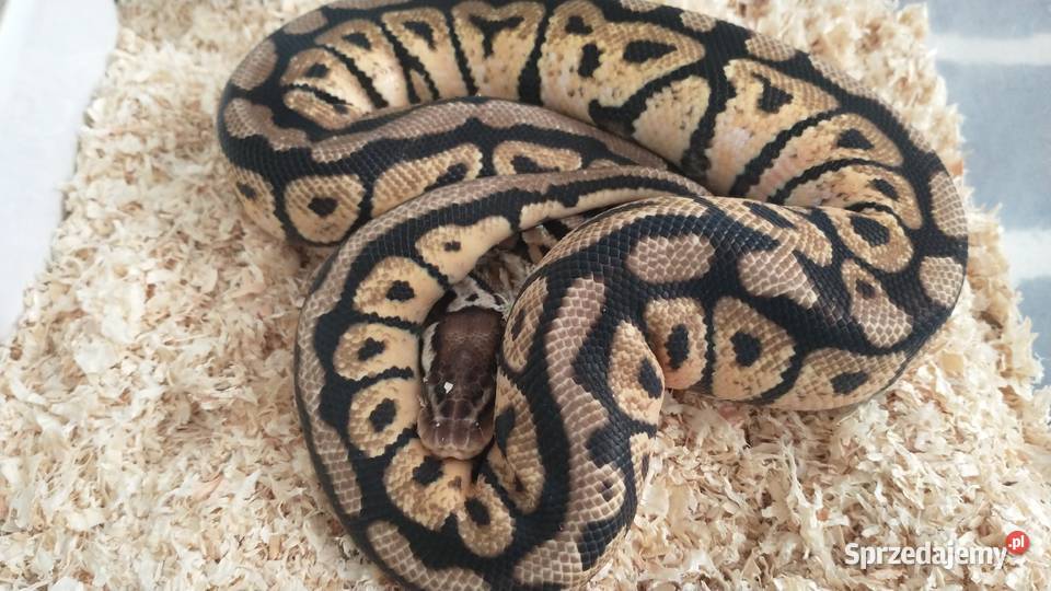 Pyton regius Wąż królewski Samce samice lubelskie Lublin