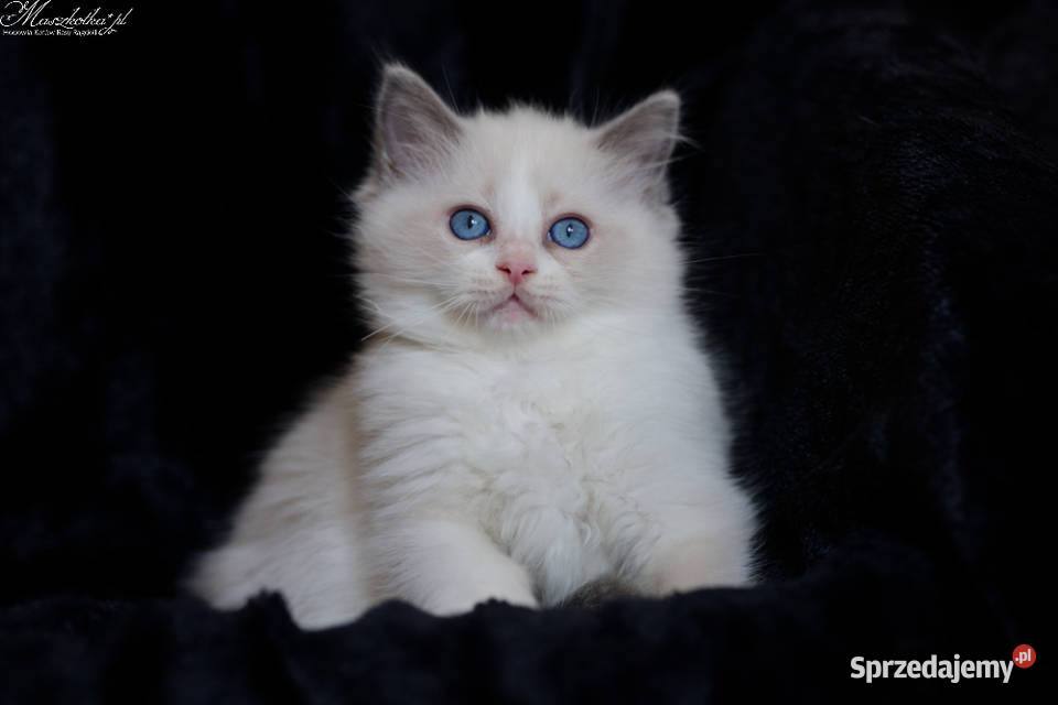 Ragdoll przepiękny kocurek blue bicolor z Stary Łajszczew