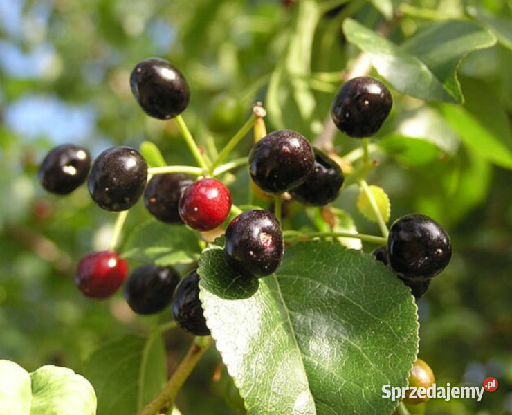 WIŚNIA WONNA Prunus mahaleb NASIONA 1300 sztuk Nasiona Lubanie