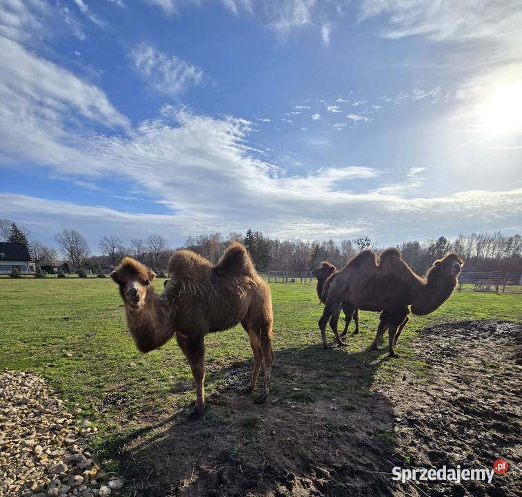 Wielbłąd dwugarbny samica z 2025r Poczesna