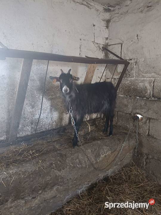 Mam do sprzedania kozy kazimierzowskie dwie Kozy Jaćmierz