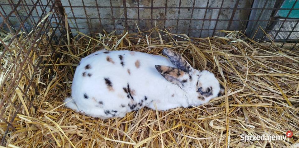 Samiec rex trójbarwny Dylągowa