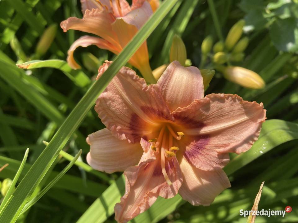 Liliowiec Mix Kolorów lubelskie