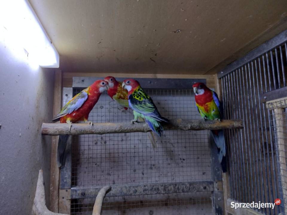 Rozella białolica nierozłączka zeberki