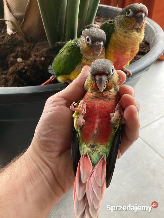 Rudosterki pinaple zielone czerwone pary lęgowe Szaflary