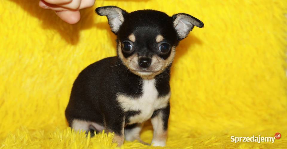 Chihuahua krótkowłosy chłopiec ZKwP FCI