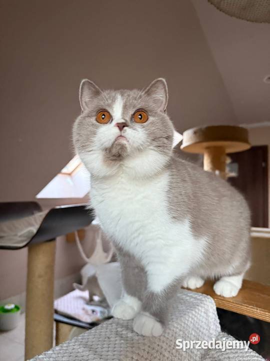 Piękna koteczka bicolorka z legalnej hodowli Perła Południa
