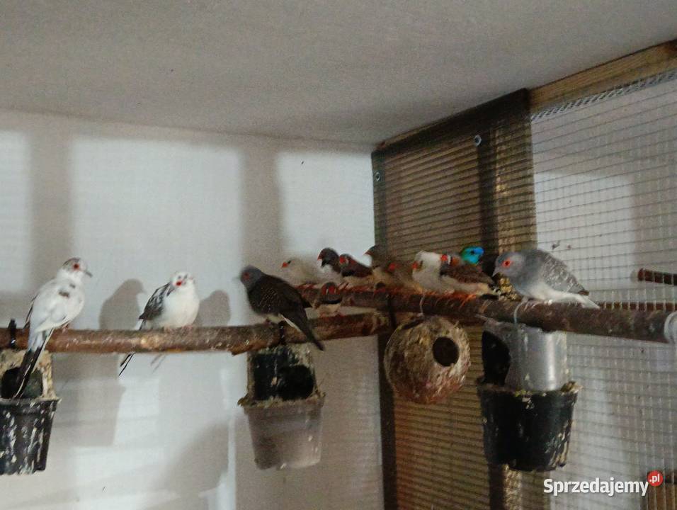 Gołąbki diamentowe