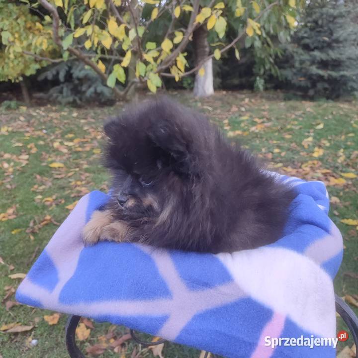 Wzorcowy Mały Szpic Niemiecki piękny exterrier Krapkowice