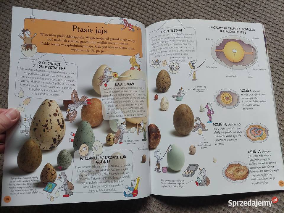 National Geographic Małe Mózgofalki poznają Kraków sprzedam