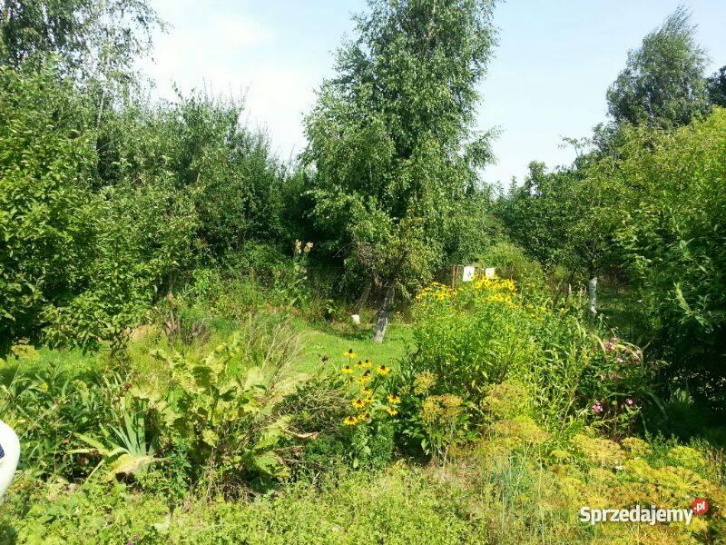 działkę ogrodową w ROD Zorza rekreacyjna Legnica