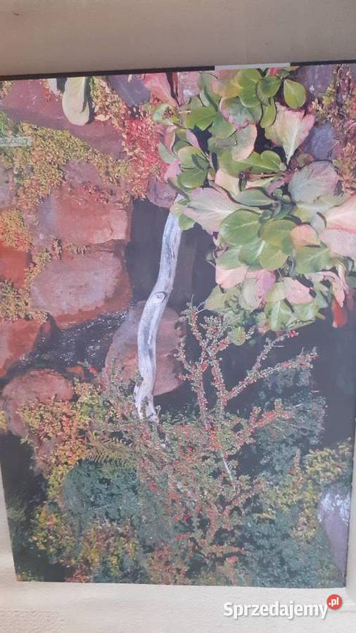 Irgi uprawiane w Polsce Szczecin