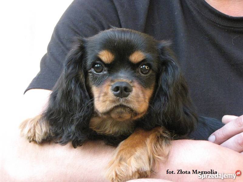 Cavalier King Charles Spaniel z rodowodem