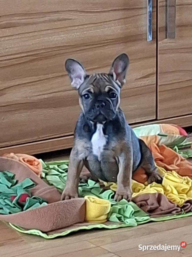 Sprzedam buldożki francuskieduczka Olsztyn