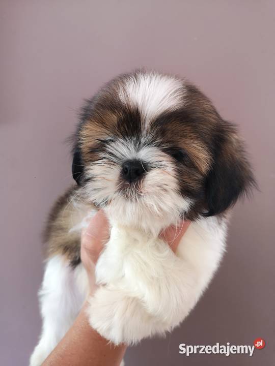 AKTUALNE Szczenięta rasy SHIH TZU hodowla Szczecinek
