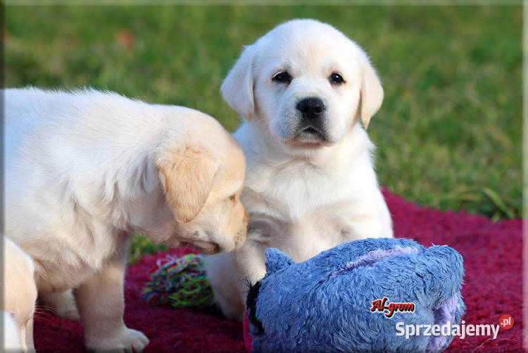 Labrador żółtebiszkoptowe szczenięta ZKWP FCI Psy mazowieckie Chynów