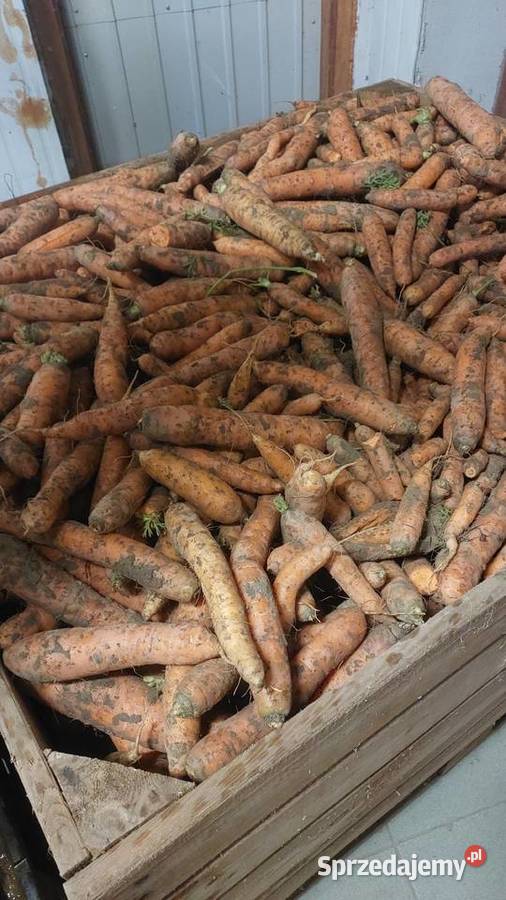 Marchew niemyta niesortowana 400 małopolskie