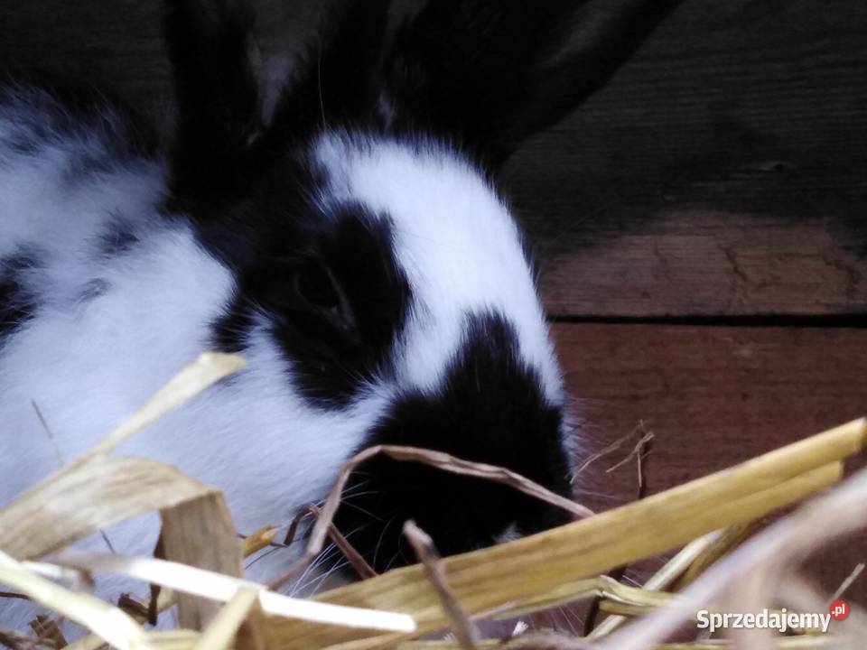 Srokacze Czarne Króliki Rasowe Samiczki i Samce Milejów sprzedam