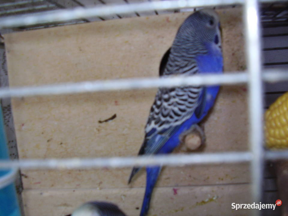 Papugi faliste fioletowe sprzedam Kraków