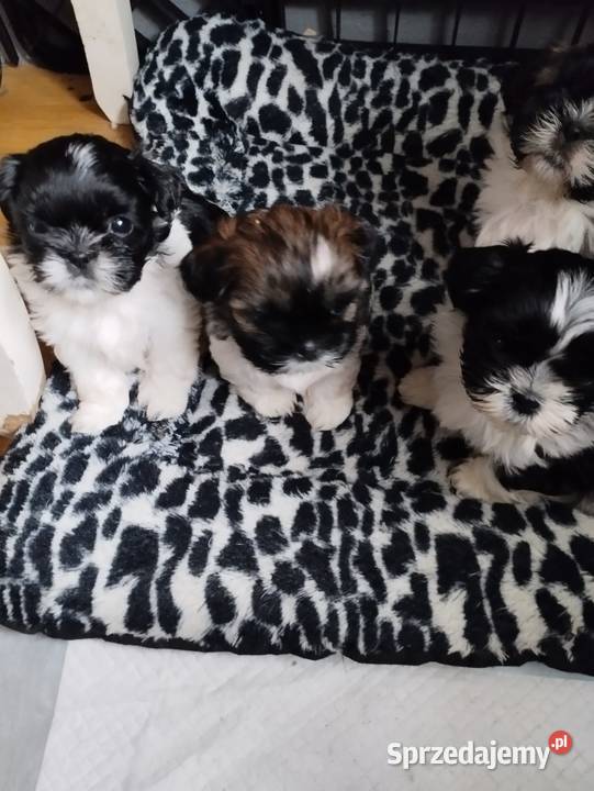Szczenięta Shihtzu zachodniopomorskie Chojna