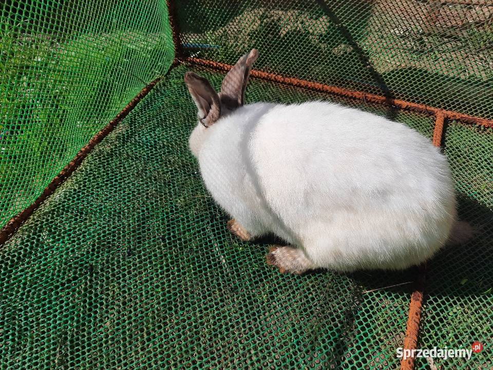 Samce 10 miesiecy Stare Podole