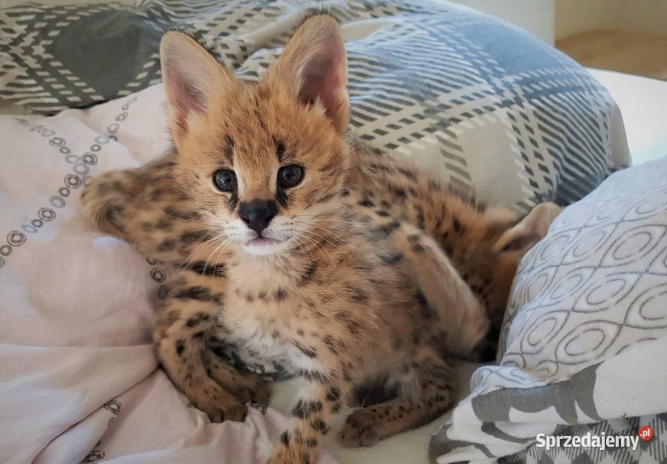Serwale Afrykańskie Leptailurus serval młode Katowice