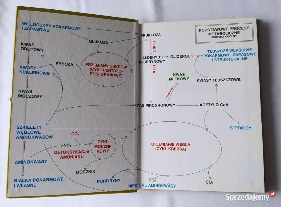 Słownik szkolny BIOCHEMIA Jan Fronk Jakub Ząbek twarda sprzedam