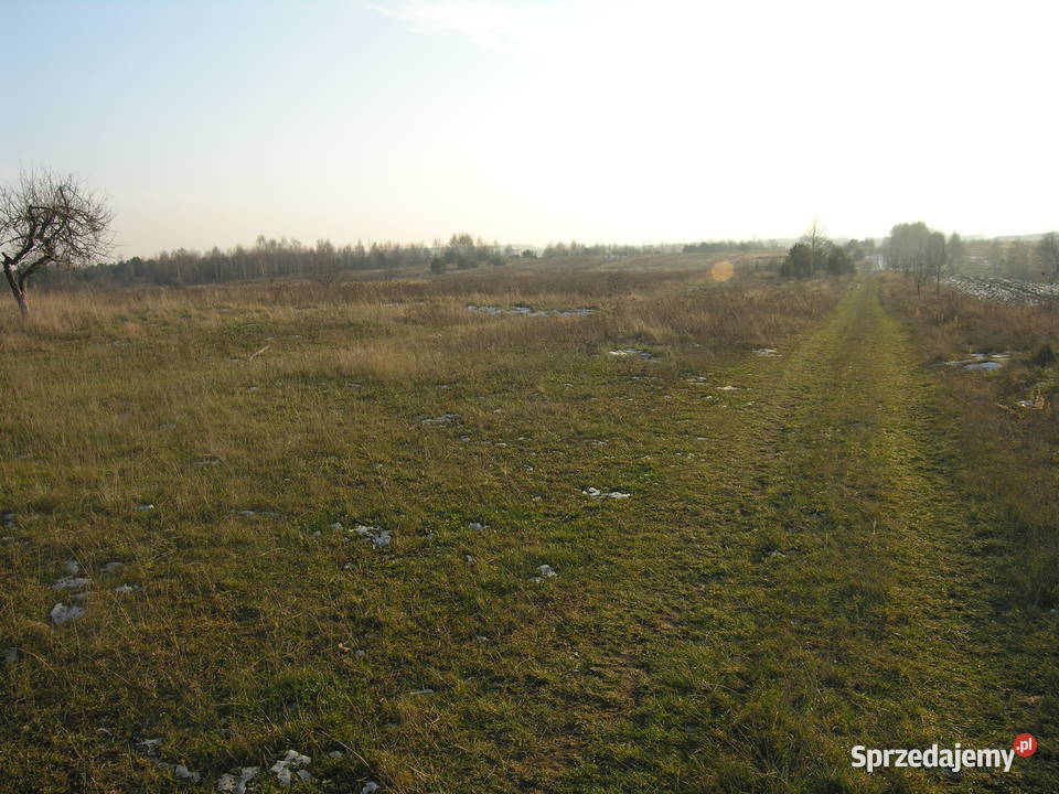 Na sprzedaż działka 175 ha Janik gmina Kunów asfalt